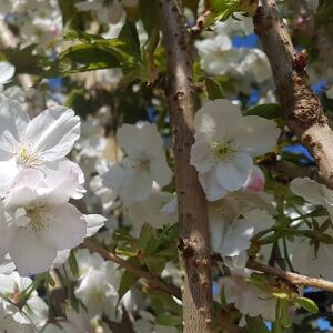 Prunus 'Taihaku' (Multistem CG 300-350 cm) 300-350 cm